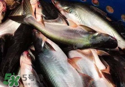 巴沙魚是淡水魚還是海魚？巴沙魚為什么沒有刺