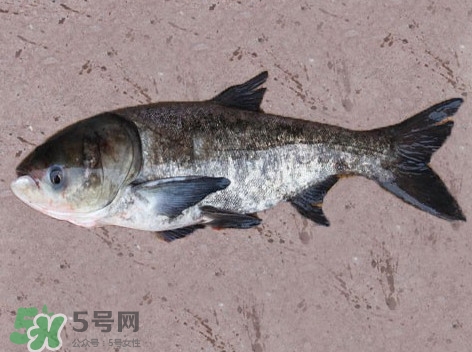 花鰱魚是海鮮嗎？花鰱魚是淡水魚嗎