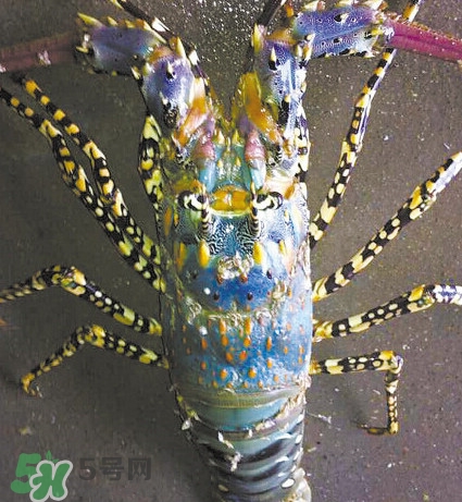中華錦繡龍蝦可以養(yǎng)殖嗎？中華錦繡龍蝦有毒嗎