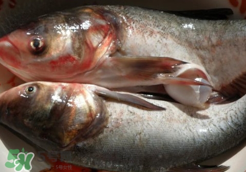 花鰱魚是海鮮嗎？花鰱魚是淡水魚嗎