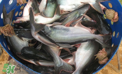 巴沙魚是什么魚？巴沙魚吃什么東西？