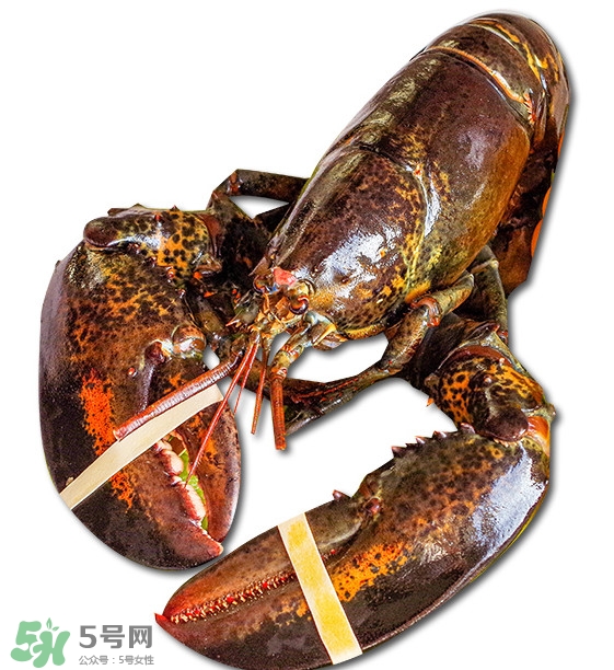 波士頓龍蝦怎么去蝦線？波士頓龍蝦怎么清洗