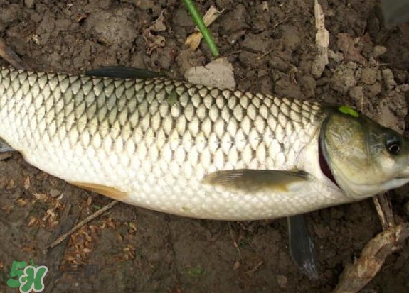 黑魚和草魚哪個好吃？黑魚不適合什么人吃