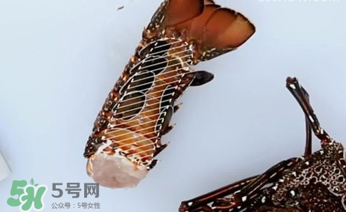波士頓龍蝦產(chǎn)自波士頓嗎？波士頓龍蝦是哪里的
