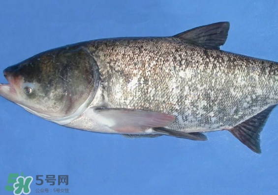 花鰱魚是海鮮嗎？花鰱魚是淡水魚嗎