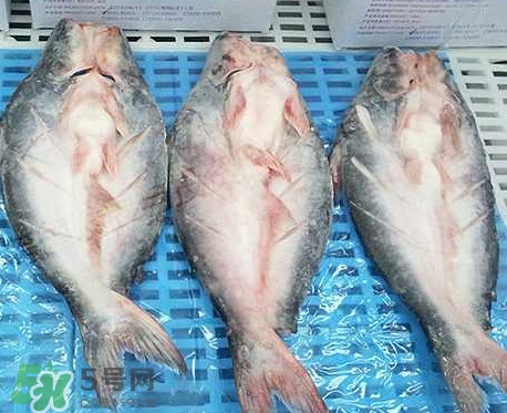 巴沙魚是什么魚？巴沙魚吃什么東西？