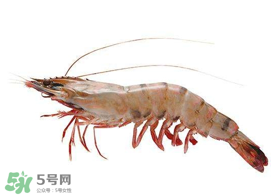 明蝦是海蝦還是河蝦？明蝦是什么蝦？