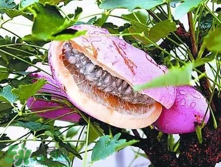 八月瓜適合哪里種植？八月瓜的種植技術(shù)