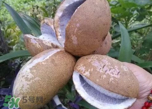八月瓜什么時(shí)候成熟？八月瓜什么時(shí)候種植