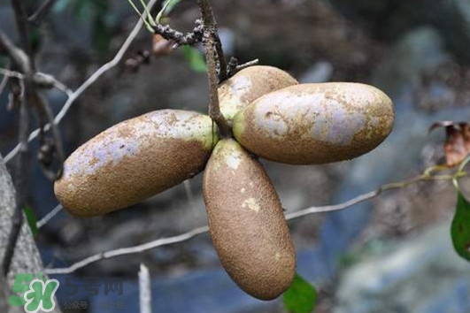 預(yù)知子怎么吃？預(yù)知子作用和功效是什么