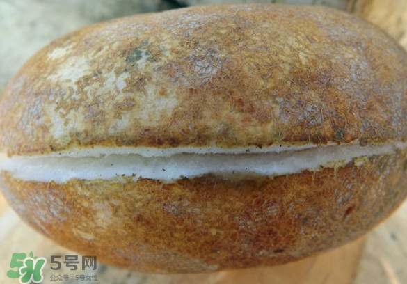 預(yù)知子果為什么種的人少？預(yù)知子和八月扎有區(qū)別嗎