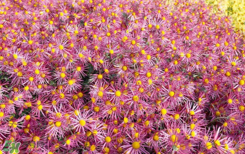秋天開花嗎？秋天的花有哪些？