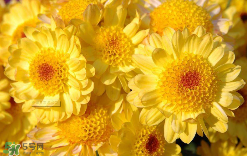 秋天開花嗎？秋天的花有哪些？