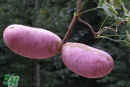 八月瓜的皮可以吃嗎？八月瓜的皮有什么功效