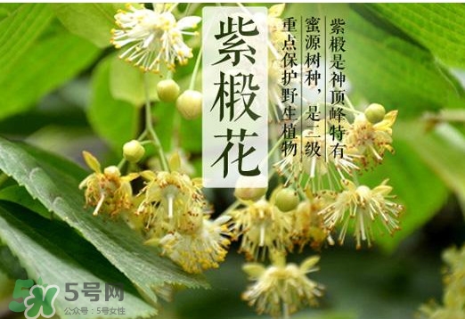 椴樹蜜是什么顏色？椴樹蜜是白色的嗎