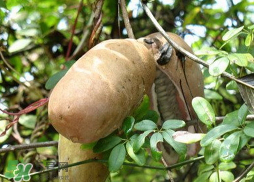 八月瓜適合哪里種植？八月瓜的種植技術(shù)