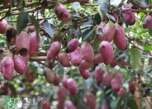 八月瓜能吃嗎？八月瓜到底有什么價(jià)值？