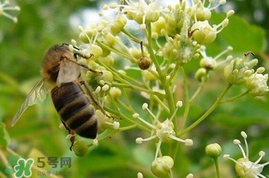 椴樹蜜是什么顏色？椴樹蜜是白色的嗎