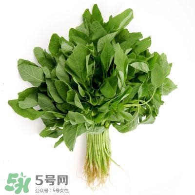 寶寶輔食可以吃哪些蔬菜？寶寶吃蔬菜泥的最佳時間