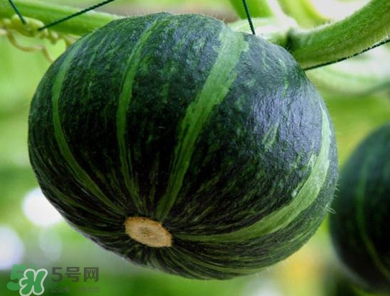 貝貝南瓜什么時候種植？貝貝南瓜什么時候上市