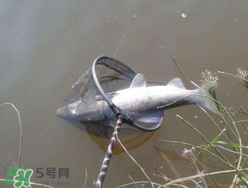 青魚(yú)怎么釣？釣青魚(yú)用什么餌料最好？