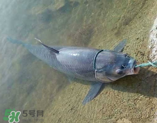 青魚(yú)怎么釣？釣青魚(yú)用什么餌料最好？