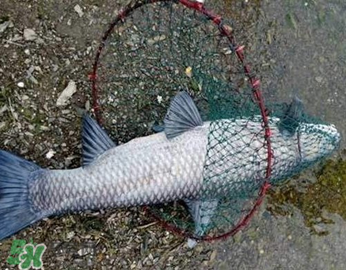 青魚(yú)怎么釣？釣青魚(yú)用什么餌料最好？