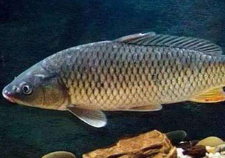 青魚怎么釣？釣青魚用什么餌料最好？