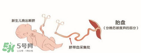 臍帶血有必要保存嗎？臍帶血有什么用？