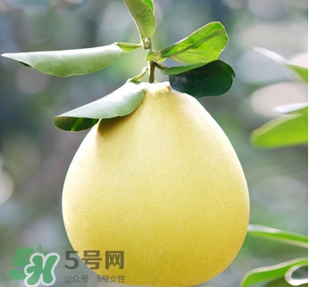 紅心蜜柚是不是轉(zhuǎn)基因？蜜柚是哪個(gè)地方的特產(chǎn)