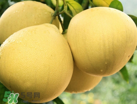 蜜柚怎么挑選？蜜柚怎么保存