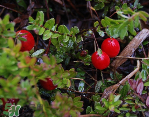 蔓越莓干熱量高嗎？蔓越莓干和新鮮蔓越莓營(yíng)養(yǎng)價(jià)值的區(qū)別