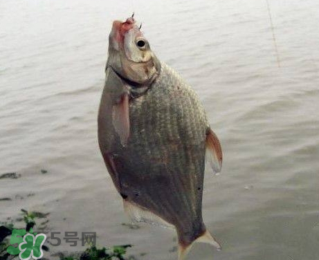 武昌魚(yú)怎么釣？釣武昌魚(yú)用什么餌料？