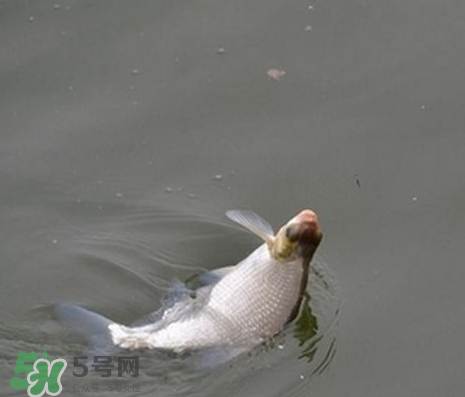 武昌魚(yú)怎么釣？釣武昌魚(yú)用什么餌料？