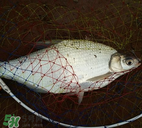 武昌魚(yú)怎么釣？釣武昌魚(yú)用什么餌料？