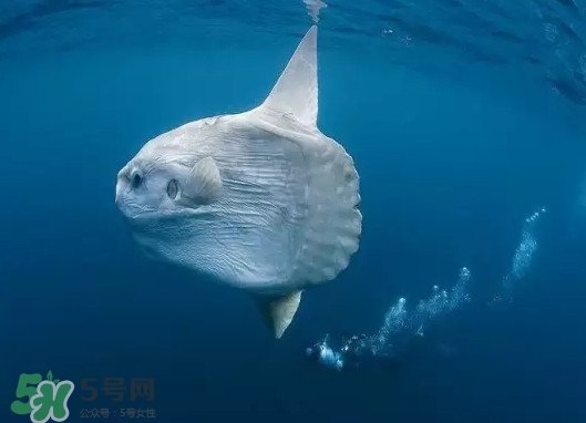 翻車魚能吃嗎？翻車魚有毒嗎