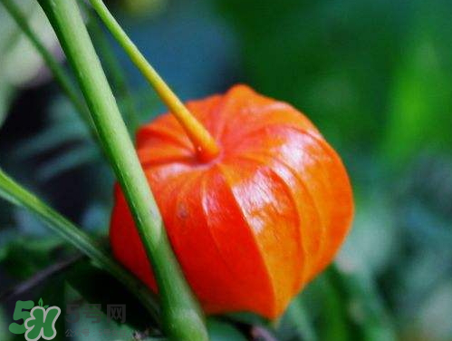 紅姑娘能治療糖尿病嗎？紅姑娘能治什么病？