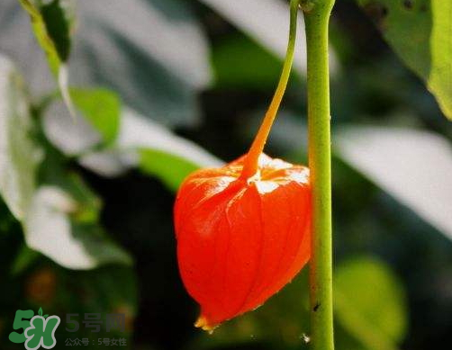 紅姑娘能治療糖尿病嗎？紅姑娘能治什么病？