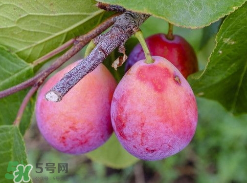 西梅熱量高嗎？西梅可以減肥嗎？