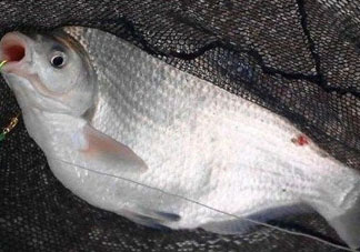 武昌魚怎么釣？釣武昌魚用什么餌料？