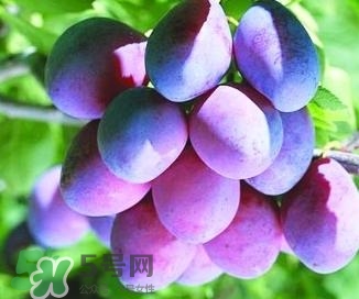 西梅軟的好吃還是硬的好吃？西梅軟的是壞了嗎？