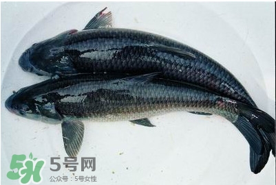 鯇魚和草魚哪個好吃？鯇魚和草魚的區(qū)別