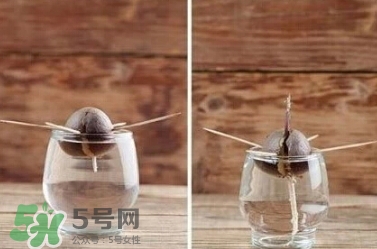 牛油果核能吃嗎？牛油果核怎么種盆栽？