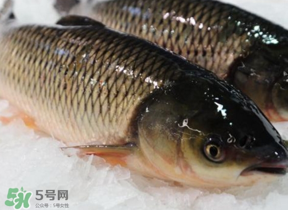 鯇魚是什么魚？鯇魚是怎樣來的