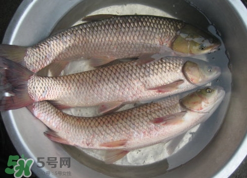 鯇魚是什么魚？鯇魚是怎樣來的