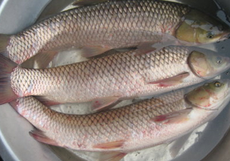 鯇魚是什么魚？鯇魚是怎樣來的