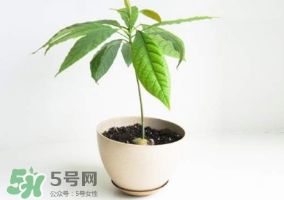牛油果核能吃嗎？牛油果核怎么種盆栽？
