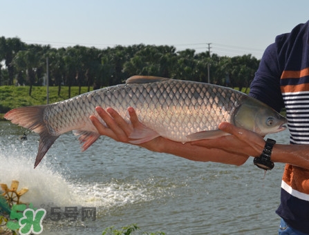 脆肉鯇可以做酸菜魚嗎？脆肉鯇什么季節(jié)有
