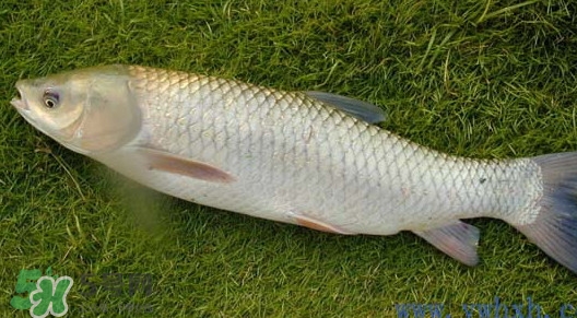 草魚怎么養(yǎng)殖成脆肉鯇？脆肉鯇養(yǎng)殖條件及技術(shù)