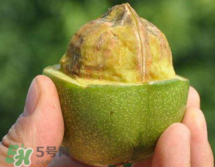 青皮核桃可以冷凍嗎？青皮核桃可以冷藏嗎？